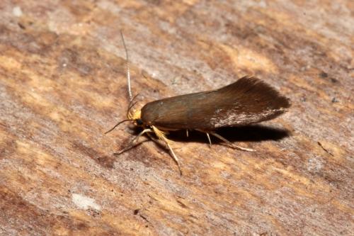 Réf. 195 674 : Crassa unitella